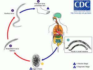 Pinworms fejlesztési ciklusdiagram
